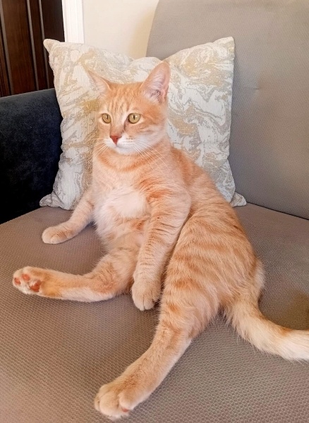 Sarman, Kedi  Waffle fotoğrafı