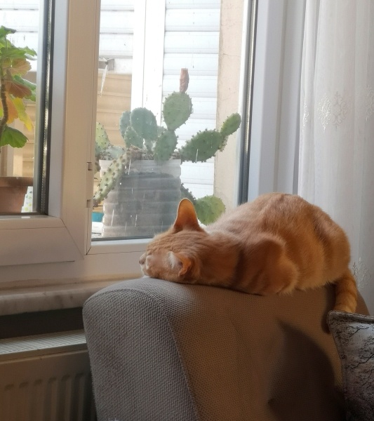 Sarman, Kedi  Waffle fotoğrafı