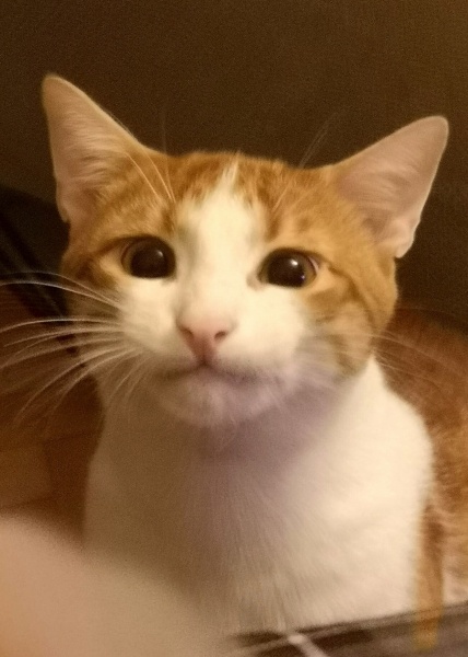 Sarman, Kedi  Waffle fotoğrafı