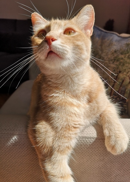 Sarman, Kedi  Waffle fotoğrafı