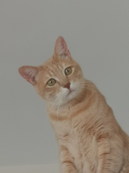 Sarman, Kedi  Waffle fotoğrafı