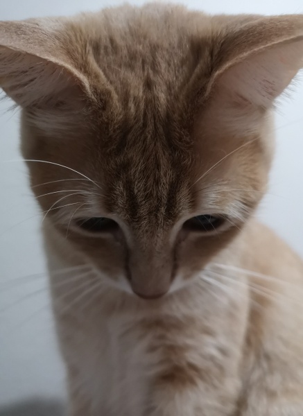 Sarman, Kedi  Waffle fotoğrafı