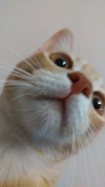 Sarman, Kedi  Waffle fotoğrafı