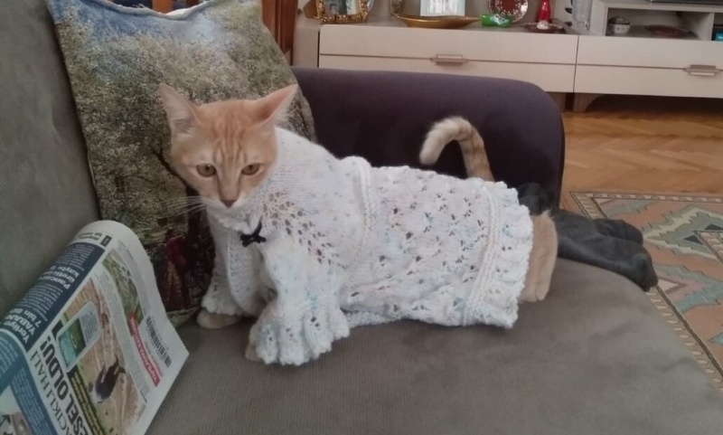 Sarman, Kedi  Waffle fotoğrafı