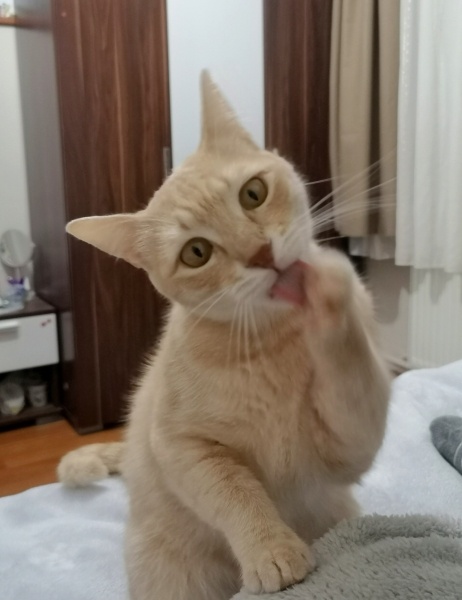 Sarman, Kedi  Waffle fotoğrafı
