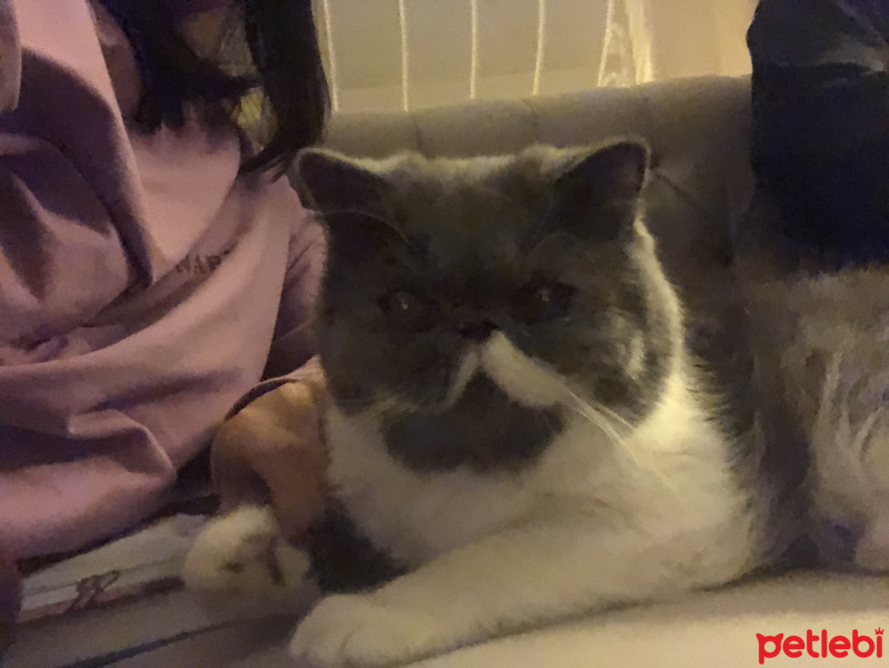 Exotic Shorthair, Kedi  Luna fotoğrafı