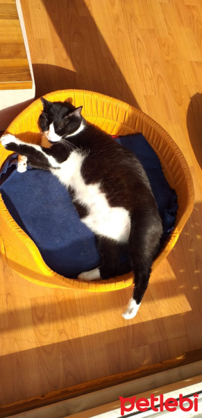 Tuxedo (Smokin) Kedi, Kedi  Zeki fotoğrafı