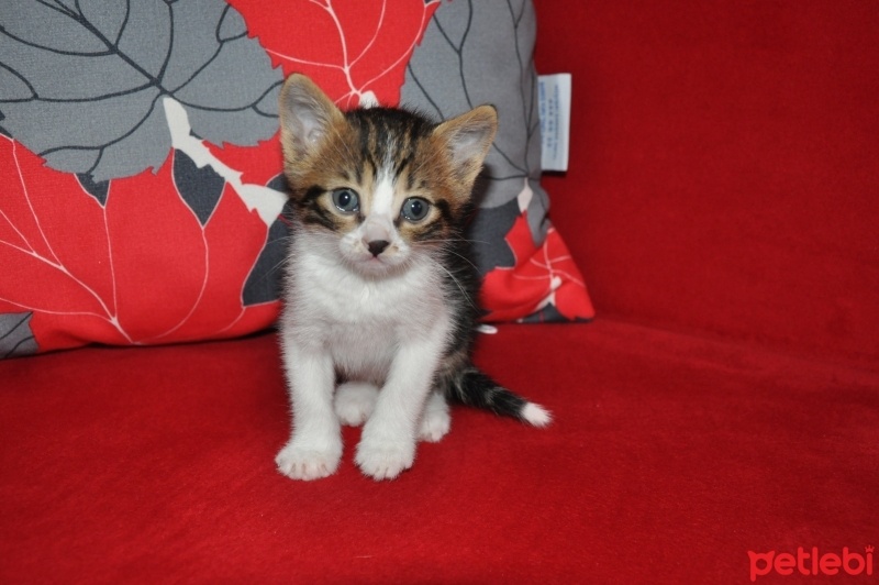 Abyssinian, Kedi  Gonzales fotoğrafı