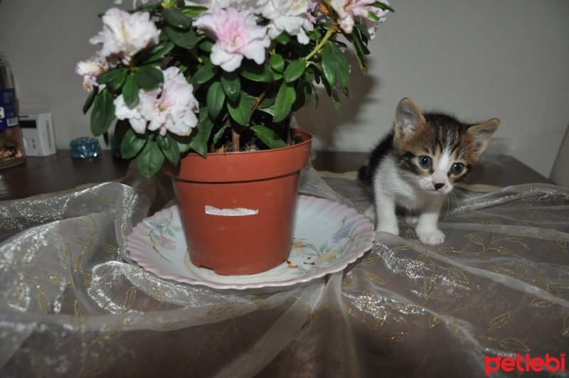 Abyssinian, Kedi  Gonzales fotoğrafı