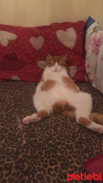 Sarman, Kedi  Limon fotoğrafı