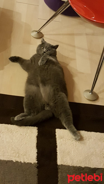 British Shorthair, Kedi  leo fotoğrafı