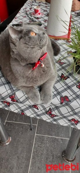 British Shorthair, Kedi  leo fotoğrafı