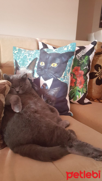 British Shorthair, Kedi  leo fotoğrafı