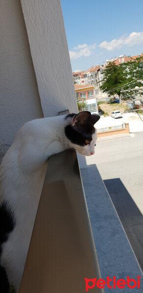 Tekir Kedi, Kedi  Pamuk fotoğrafı