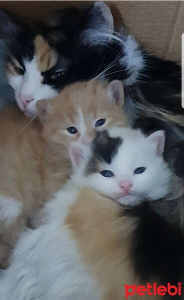 Tekir Kedi, Kedi  Pamuk fotoğrafı