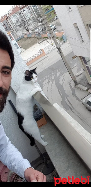 Tekir Kedi, Kedi  Pamuk fotoğrafı