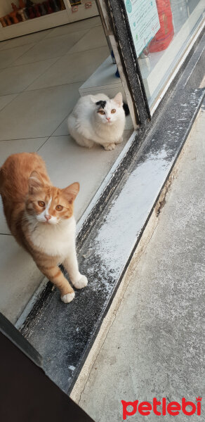 Tekir Kedi, Kedi  Pamuk fotoğrafı