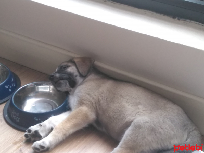 Sokö (Sokak Köpeği), Köpek  Peynir fotoğrafı