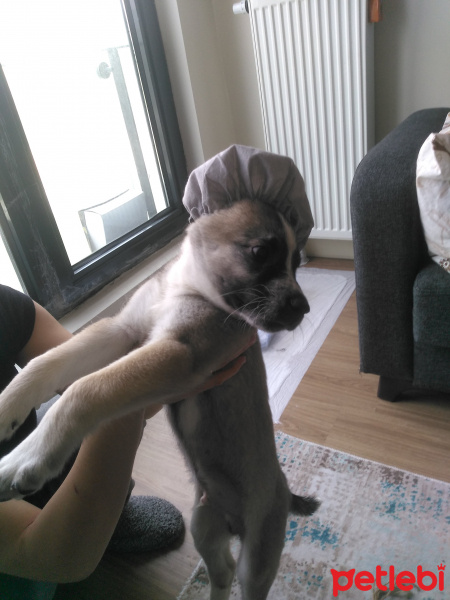 Sokö (Sokak Köpeği), Köpek  Peynir fotoğrafı
