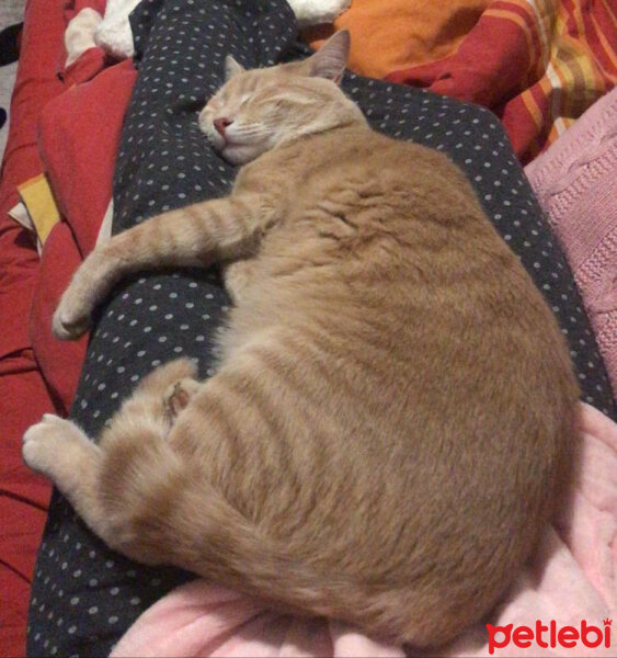 Sarman, Kedi  Miyu fotoğrafı