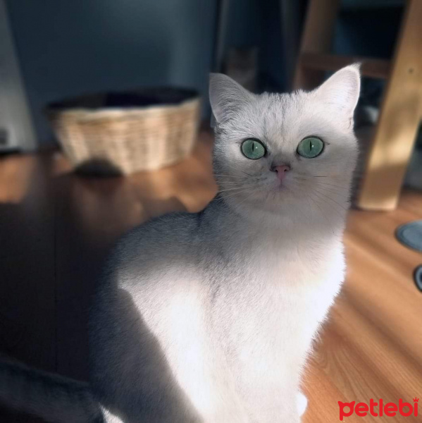 British Shorthair, Kedi  Lulu fotoğrafı