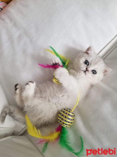 British Shorthair, Kedi  Lulu fotoğrafı