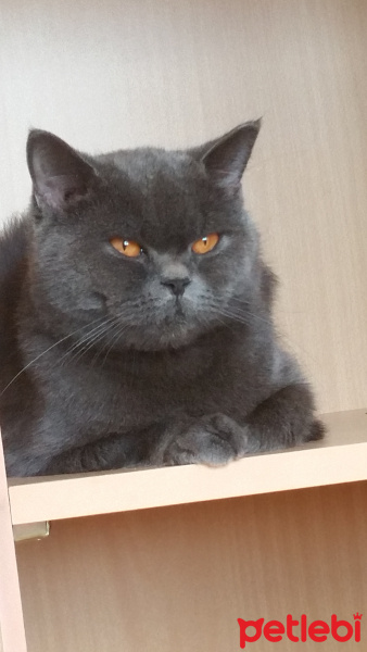 British Shorthair, Kedi  pudding fotoğrafı