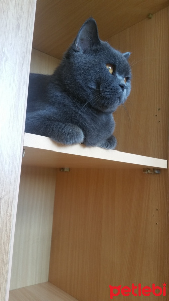 British Shorthair, Kedi  pudding fotoğrafı