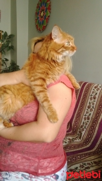 Burmese, Kedi  Pamuk fotoğrafı