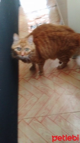 Burmese, Kedi  Pamuk fotoğrafı