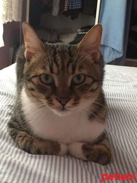 Tekir Kedi, Kedi  Kediş fotoğrafı