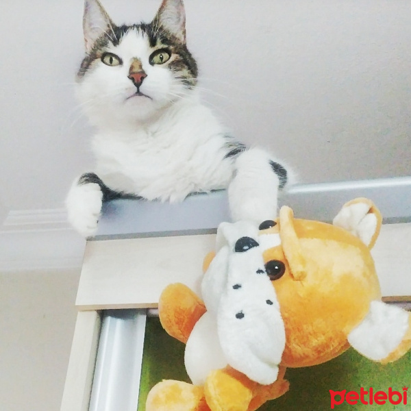 Tekir Kedi, Kedi  Şımarık fotoğrafı