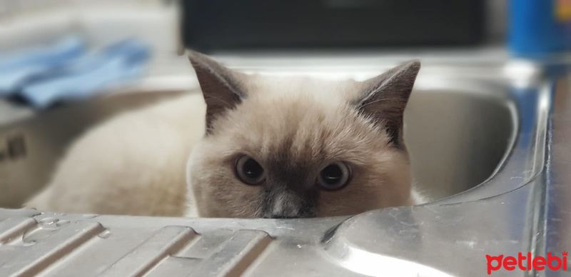 British Shorthair, Kedi  Chucky fotoğrafı