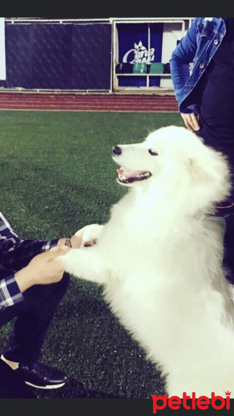 Samoyed, Köpek  Misha fotoğrafı