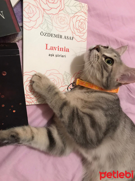 Tekir Kedi, Kedi  VENÜS fotoğrafı