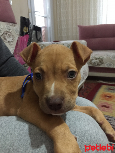 Amerikan Pitbull Terrier, Köpek  Ares fotoğrafı
