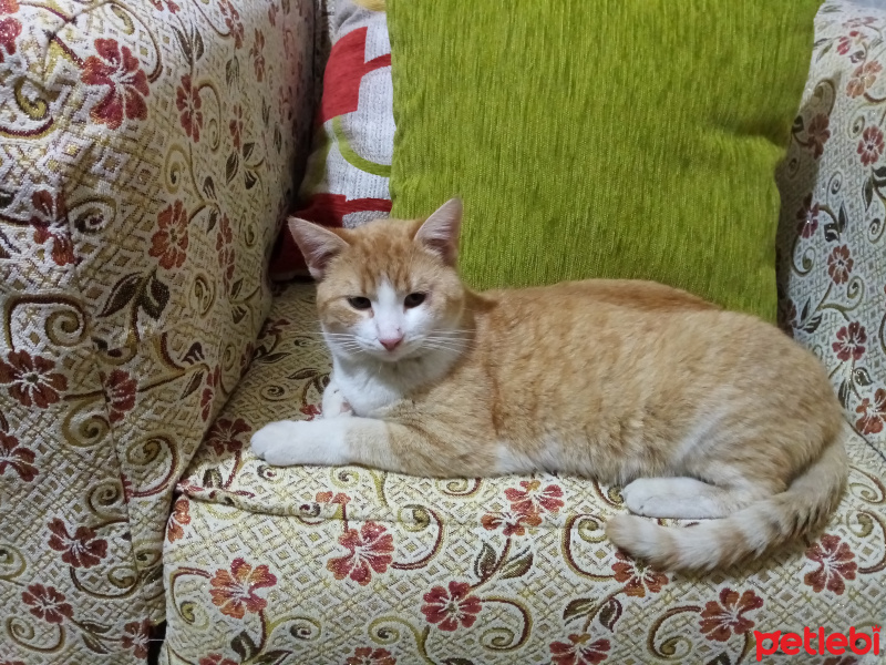 Sarman, Kedi  Pamuk fotoğrafı