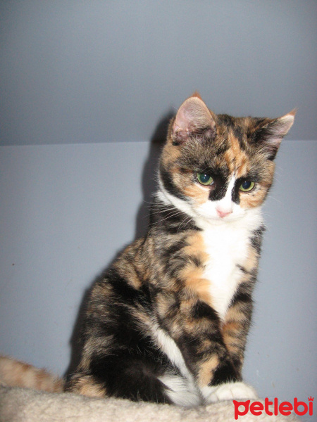 Tekir Kedi, Kedi  Mia fotoğrafı