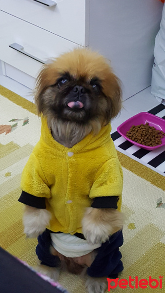 Pekingese, Köpek  Can fotoğrafı