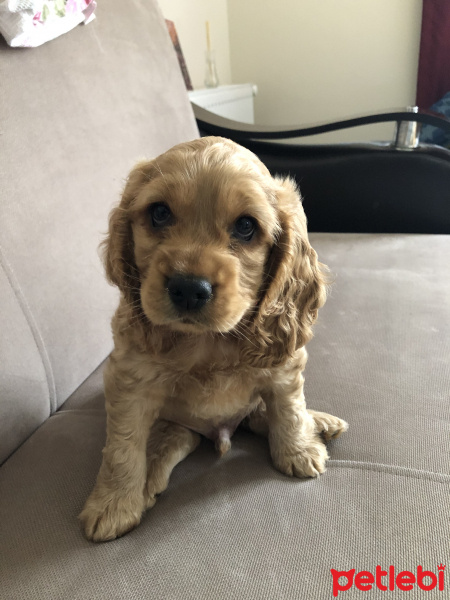 Amerikan Cocker Spaniel, Köpek  Whisky fotoğrafı