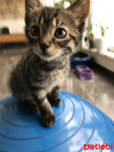 Tekir Kedi, Kedi  Çiçi fotoğrafı