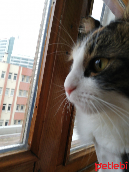 Tekir Kedi, Kedi  Pemır fotoğrafı