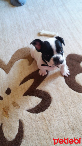 Fransız Bulldog, Köpek  Niki fotoğrafı