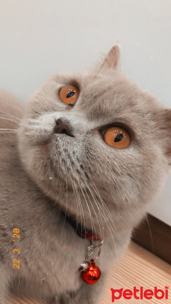 British Shorthair, Kedi  MİSHA fotoğrafı
