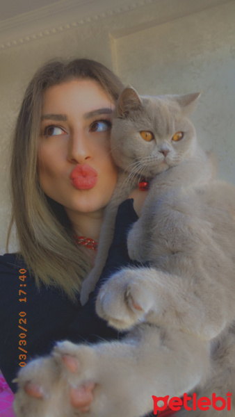 British Shorthair, Kedi  MİSHA fotoğrafı