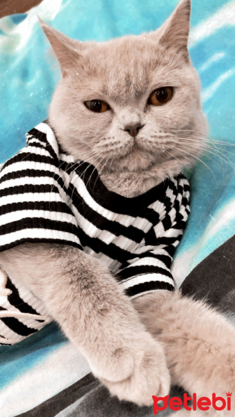 British Shorthair, Kedi  MİSHA fotoğrafı