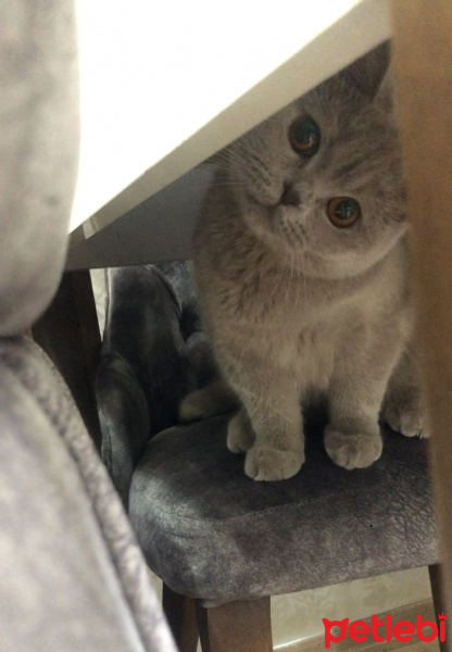 British Shorthair, Kedi  MİSHA fotoğrafı