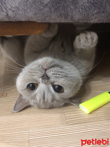 British Shorthair, Kedi  MİSHA fotoğrafı