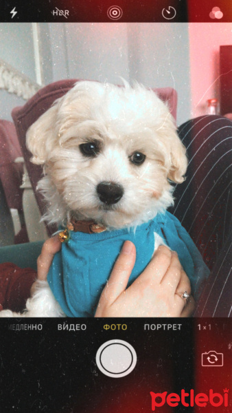 Maltese, Köpek  Lokum fotoğrafı