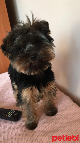 Yorkshire Terrier, Köpek  Oscar fotoğrafı